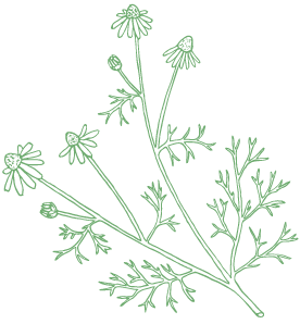 an illustration of chamomile