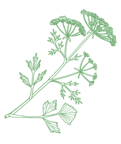 an illustration of anise